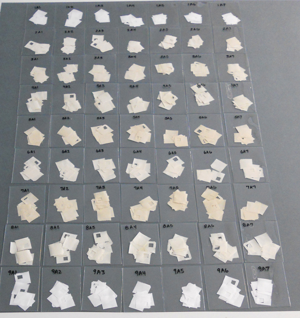 All samples after treatment in Germany on a table in a grid and numbered